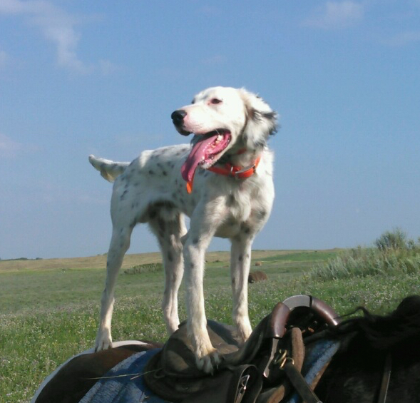 Foxrun's One Shot Fox Run Kennels