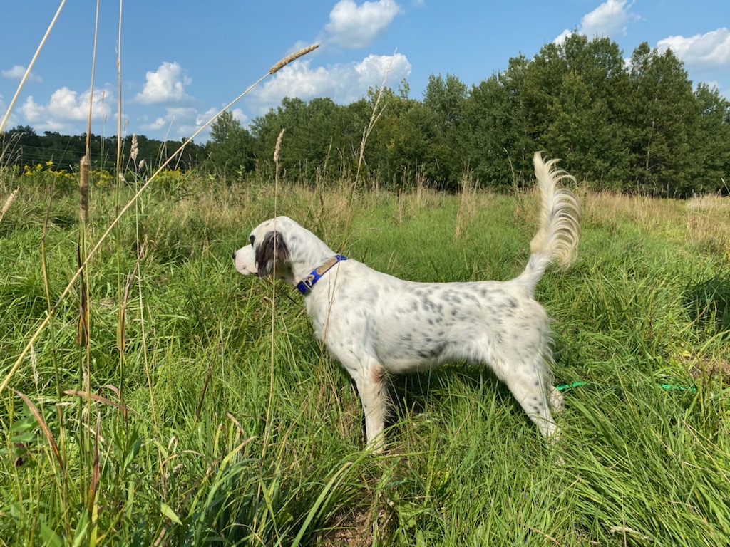 English Setter Breeders MN | Brook Park, MN | Fox Run Kennels